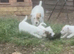 Jack Russell terrier puppies for sale