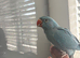 Hand tame baby ringneck