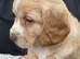 Cocker Spaniel puppies
