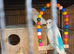 Budgies