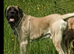 English mastiff