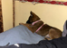 Belgium Malinois girl 6 month old