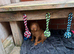 Hungarian wire haired Vizsla puppies