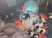 Pups for sale born 30/05/2026