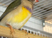 Gouildan finches 2 males 5 months old
