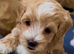 F1 Maltipoo Puppies Extensively DNA Lab Tested Parents