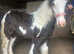 1 year old may gon under 10 hands Minnie filly