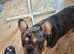 Rockie the Frenchie