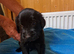 Flatcoat x golden retriever pups