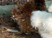 Pekins available in various colours