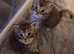 5 stunning mainecoon kittens available for reserve