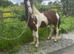 Outstanding filly to make 14&rsquo;plus