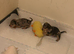 Miniture dachshunds