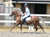 Welsh B pony