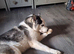 Home needed for 9 month old boy