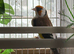 Siberjan goldfinch