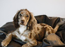 Beautiful Cocker Spaniel Available for Stud