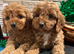 Cavapoo