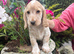 KC Registered Cocker Spaniels