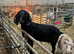 Milling Nannie goat