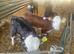 Hereford and Angus calves