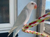 Semi tame 2025 Blue Pallid Ringneck