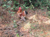 2 Pekin Bantam Cockerels