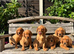 Kc registered working fox red labrador puppies