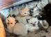 Ragdoll cross kittens