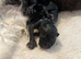 4 beautiful kittens for sale.