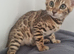 Pedigree bengal kittens
