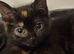 The Most Adorable Fluffy Fur Babies