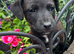 Jack Russell last boy