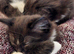 Gorgeous little fluff  balls