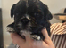 Shih Tzu pups