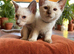 Siamese Ragdoll Cross kittens (Ragamese)