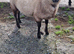 Badger face texel x shetland