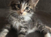 For sale a adorable little boy kitten