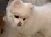 Pomeranian boy