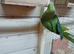 2 year old ringneck