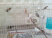 Bengalese finches for sale