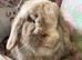 female bunnie