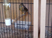 Two red agate hen canary