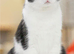 Kitten