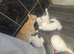 White kittens