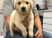 Golden retriever puppy’s