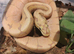 Royal python babies for sale cb26
