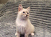 Beautiful GCCF Registered Ragdoll Kittens.