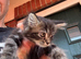 Maine coon cross persian kitten last one