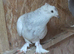 Turkish Pigeons for sale